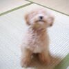 ナイラボーン