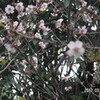 奥丁子桜が咲いた