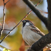 お昼休みに公園鳥見散歩