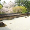 遅咲きの京桜