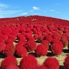 紅葉狩りでひたち海浜公園？！