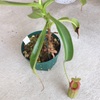 Nepenthes x (ventricosa x sibuyanensis -giant) x [{ventricosa x(spathulata x lowii)} x xtrusmadiensis]