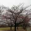 ウォーキング途中の公園の河津桜は3分咲き