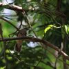 Cicadabird  セミサンショウクイ