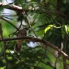 Cicadabird  セミサンショウクイ