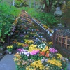 菊の回廊。