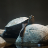 ニホンイシガメ Mauremys japonica