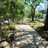 夏の播磨坂(2024年)