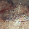 No.171 アサバノホオカギハゼ (Ancistrogobius yanoi) 