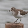 自然との共存：海鳥と淡水鳥の交わり