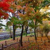 路地裏紅葉2016～「梅小路公園」