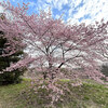 桜、筑波山、CentOS7