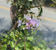 ★薄い藤色の花
