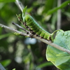 オオスカシバはクチナシを食べる緑の幼虫。大きな幼虫とお尻に注目