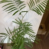 ふるさと納税の観葉植物「エバーフレッシュ」が届いた