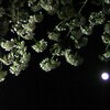 夜桜と円い月