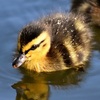 子どもにとってやっぱりママが一番？