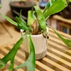 植木鉢のビカクシダ のその後。見た目がどんどん微妙な感じに...