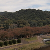 天然系流行の終焉。