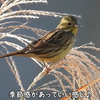 スズメに似た鳥　冬が近いと見れる野鳥！アオジ