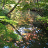 のんびり散歩 秋の六義園