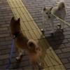 お迎えに来てくれました…