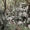 大石林山のカルスト（沖縄本島）