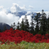 紅葉の苗場山・八海山　（ホームページの動画の部屋に動画があります）