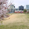 琴電志度線沖松島駅近くの公園の桜をいれて