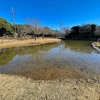 大泉さくら運動公園の池（東京都練馬）