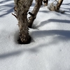 雪解けは幹の周りから