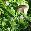 アゲラタムの紫の花