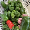 ピーマンを植えてみませんか？