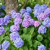 福島県『四季の里　緑水苑』でカラフルな紫陽花を楽しんできました！