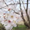 桜見てきた話
