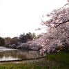 桜満開！今週末はお花見散歩に木曽川沿いと名城公園へ行ってみた！