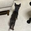 子犬の成長を感じる日々ｗ。