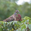 カラスザンショウにやってくる鳥たち