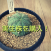 兵庫県丹波市のSucculents HITOTUKIさんで実生株を買ってきました！