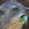 ケープハイラックス / Rock hyrax