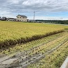 稲刈り風景