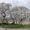 東北の桜めぐり　２