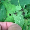 ベニカメノコハムシ幼虫の飾り付けを観察