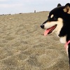 柴犬のモーニングルーティン