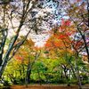 長岡市越路のもみじまつり開催！紅葉を眺めながら茶屋で焼だんご！