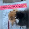 我が家のメンヘラ犬★ごまちゃん
