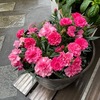 Dianthus（ダイアンサス属，ナデシコ属）の名前の整理．　属の名前ナデシコ/ダイアンサス，その中の一種がカーネーション，多くのダイアンサス属植物の英語圏での呼び名はPink．そして，Dianthus barbatusは英語圏ではthe fringed pink or large pink．日本での呼び名がナデシコ/カワラナデシコ．この種は世界中に分布していて５種の変種が欧州各国/日本に見られます．