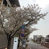 葉桜