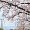 樹齢100年超も…！木曽川堤の桜を見る