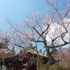 【桑折お散歩録】桜の開花状況をお知らせ！（3月31日）